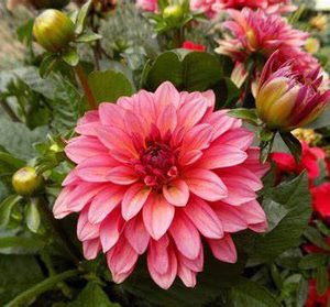 Meet your Posher, Galina